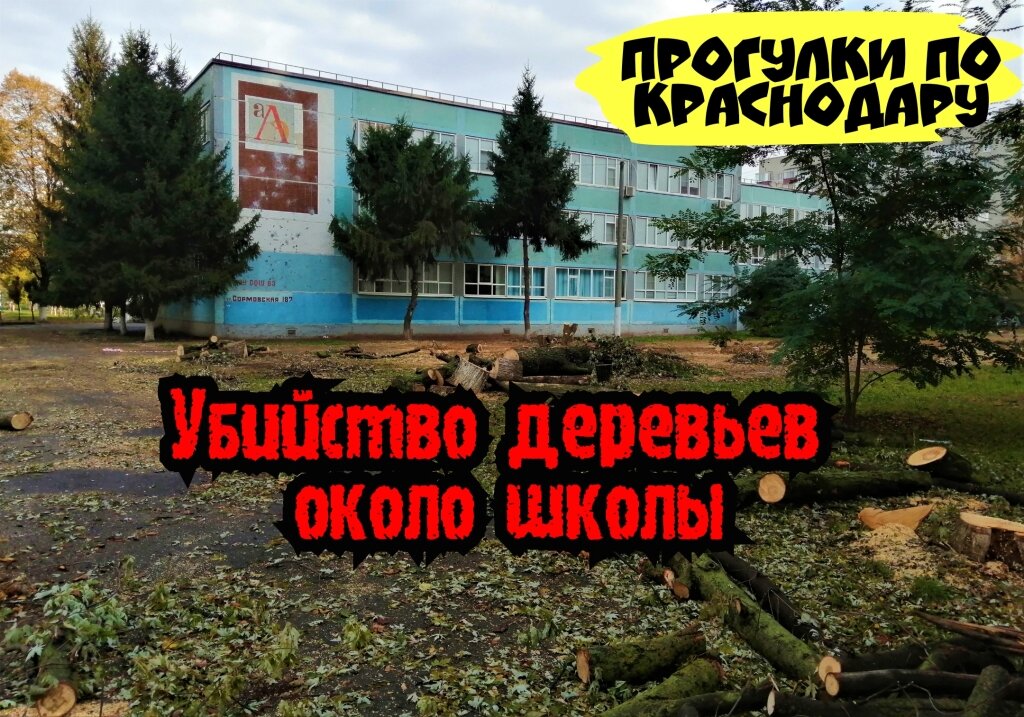 Вырубка деревьев в Краснодаре. Собственное фото.