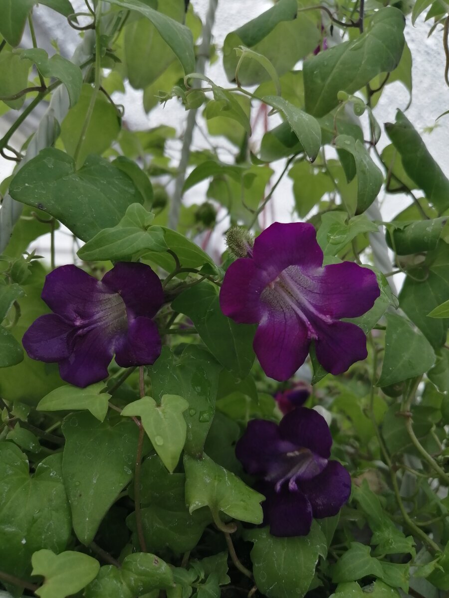 Азарина цветы