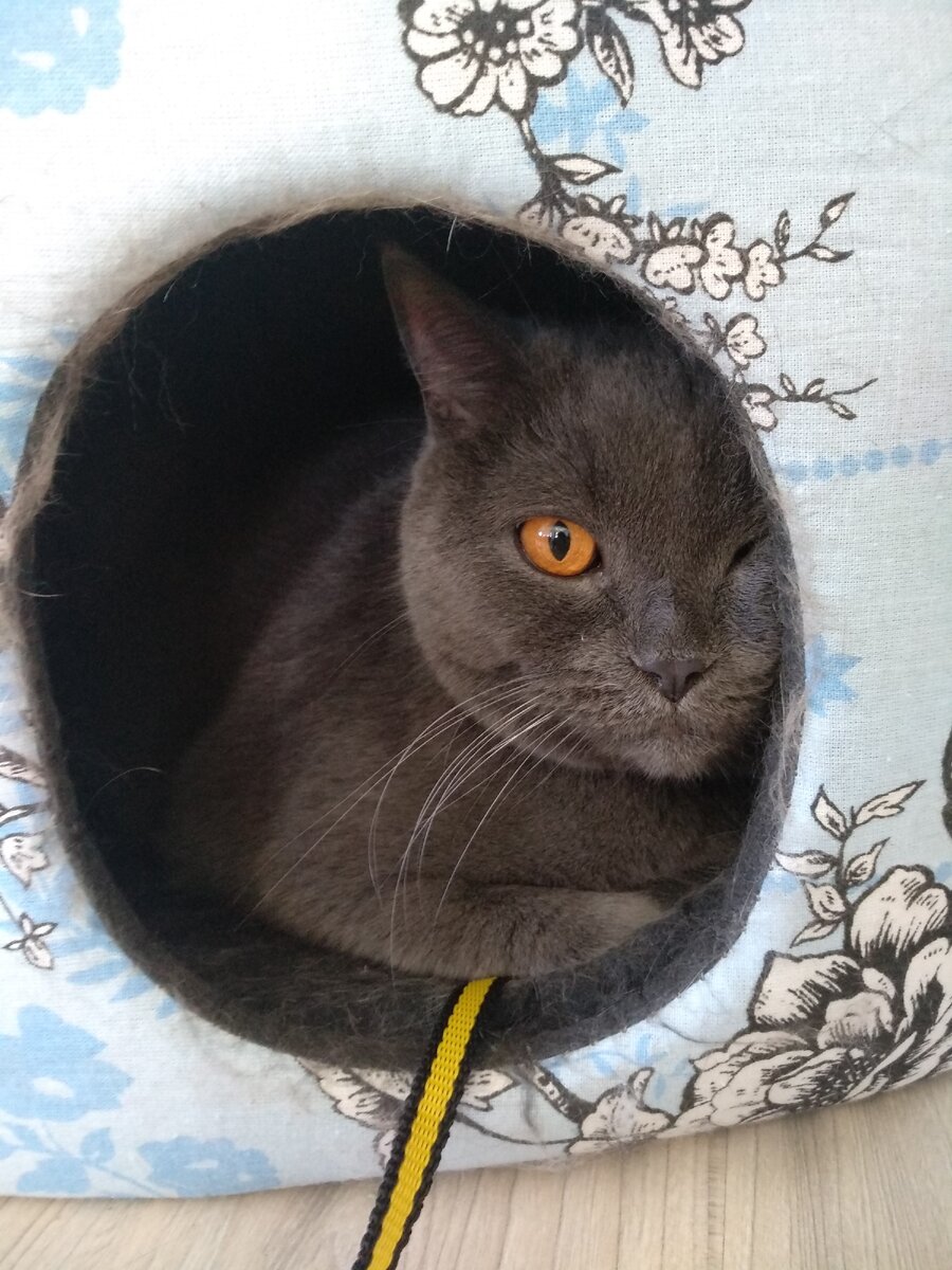 Все коты любят жить в домике.