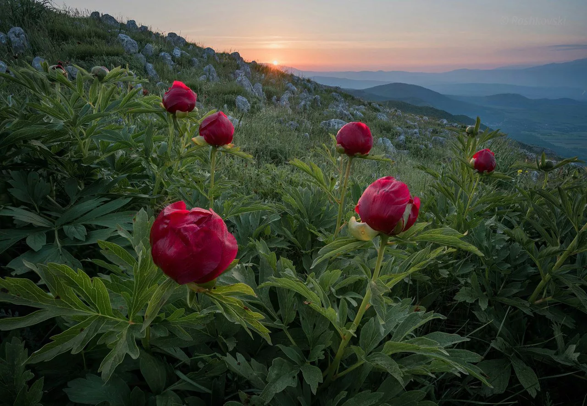 Не только Вишневый. Сад Чехова в Крыму | #Сквозь_призму_истории | Дзен