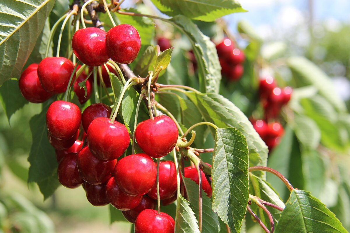 Источник фото pixabay.com