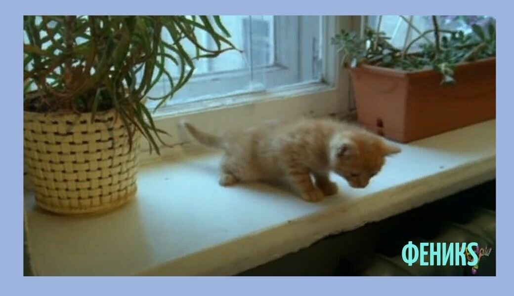 Кадр из Ералаша. Добрая душа))