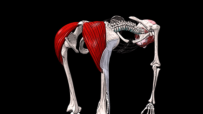 разгибание корпуса при фиксированном бедре
