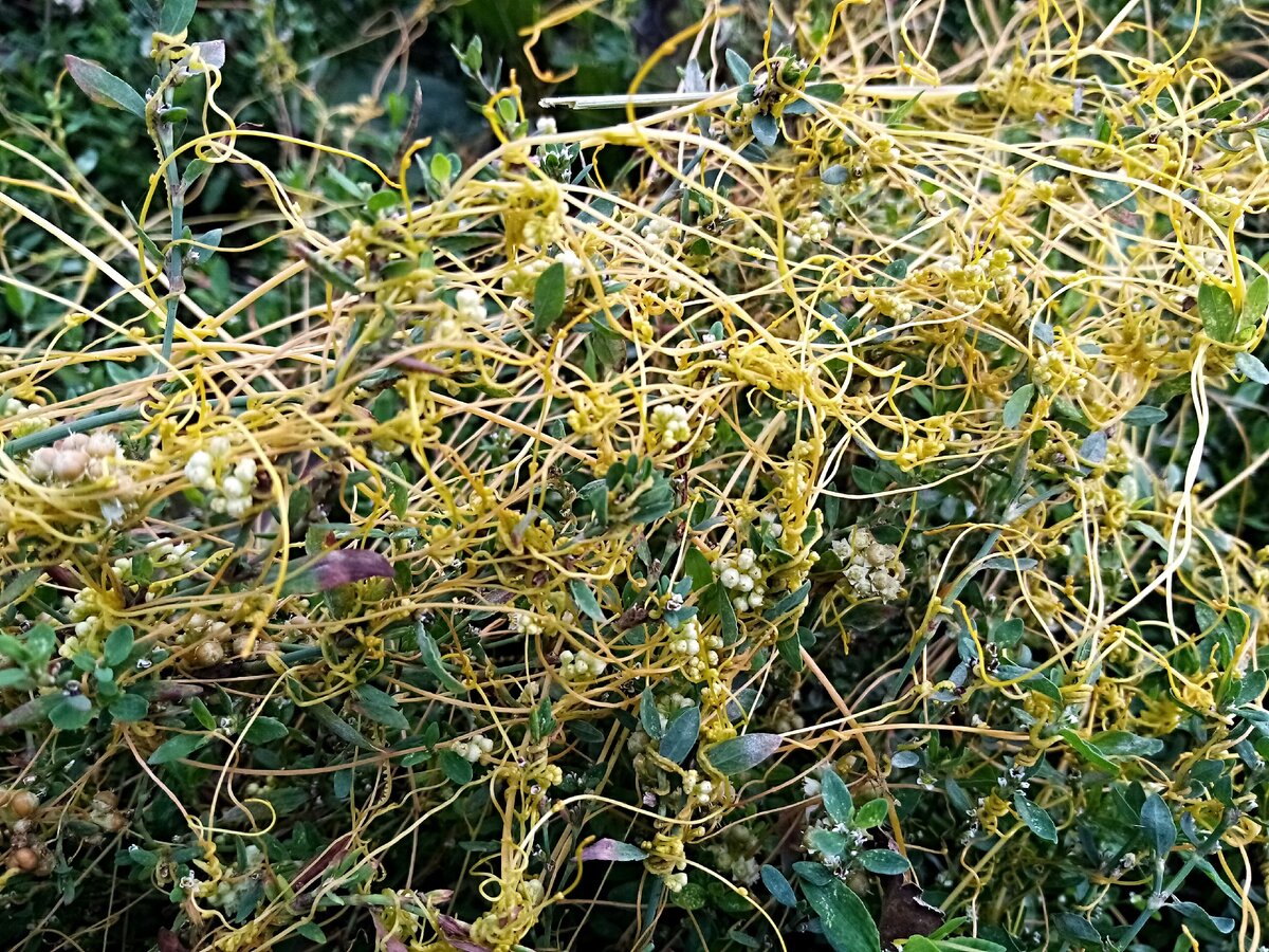 Трава паразит желтого цвета фото как называется