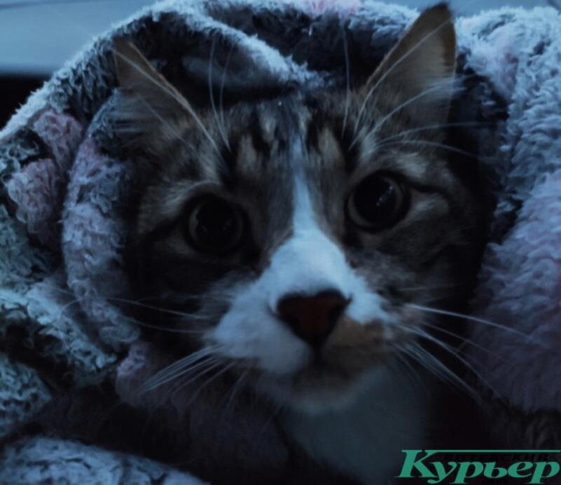 Кот Тишка едет к ветеринару на прием. Фото Саши Май