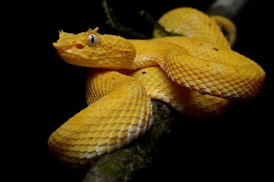 Реснитчатая гадюка