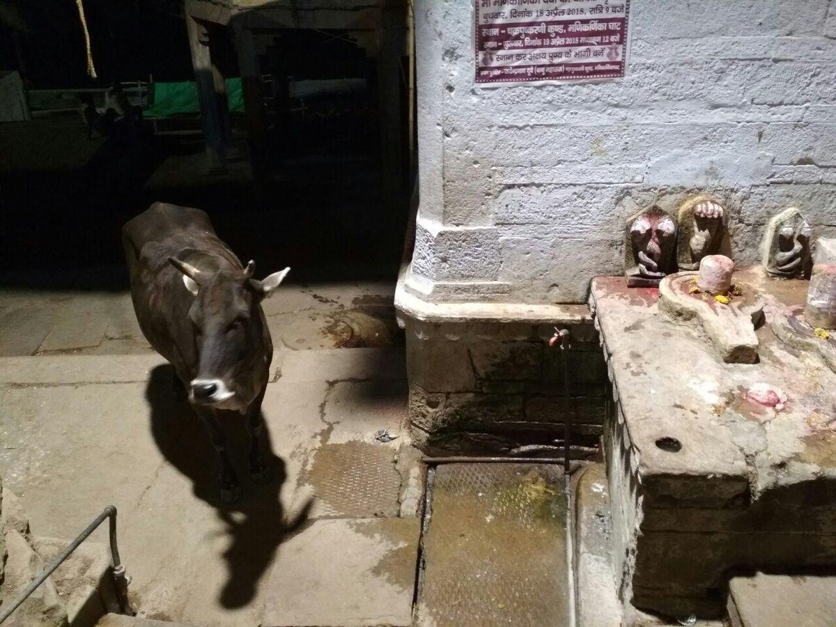 Коровы - неотъемлемая часть индийских улиц даже в Варанаси.