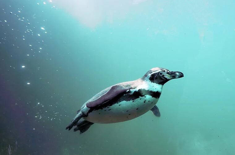 На суше пингвины неуклюжи, потому что их истинная стихия – вода
