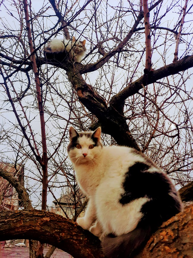 Коты прилетели...