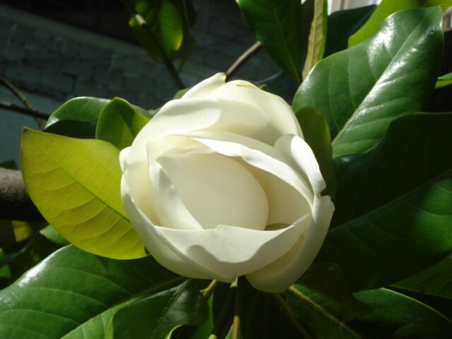 Цветок магнолии