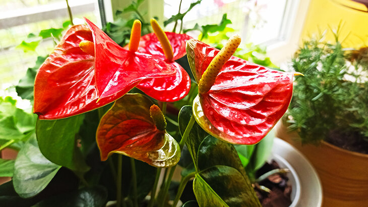 антуриум Андре - фото автора