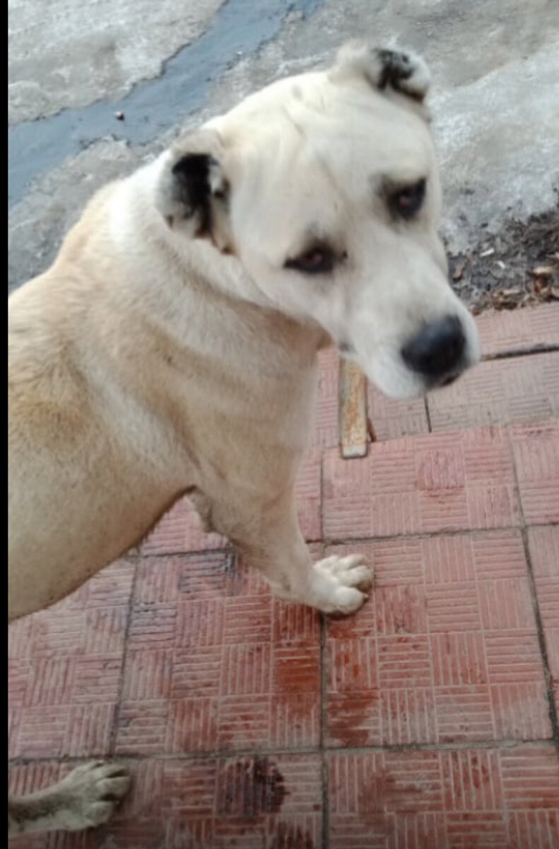 В поисках еды