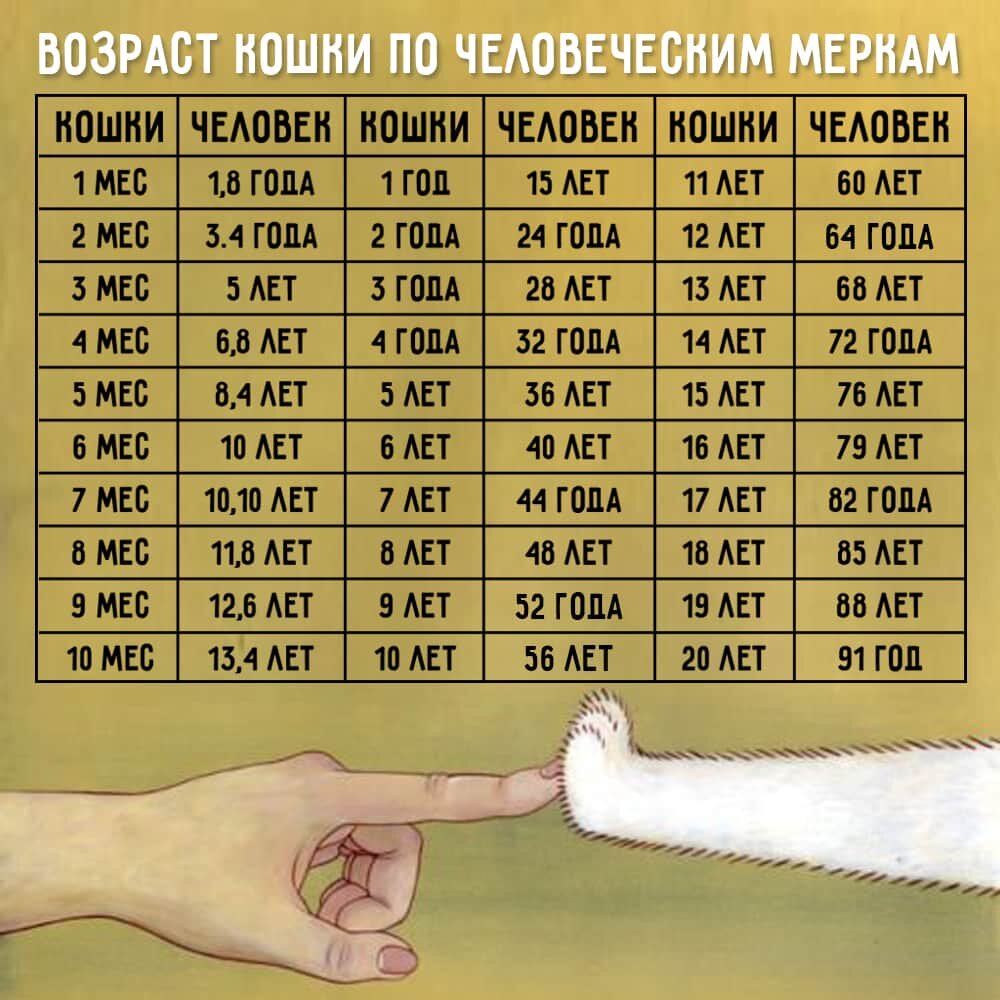 Календарь кошек по возрасту таблица Кошачьи года и человеческие - Сколько лет вашей кошке по человеческим меркам! Ни