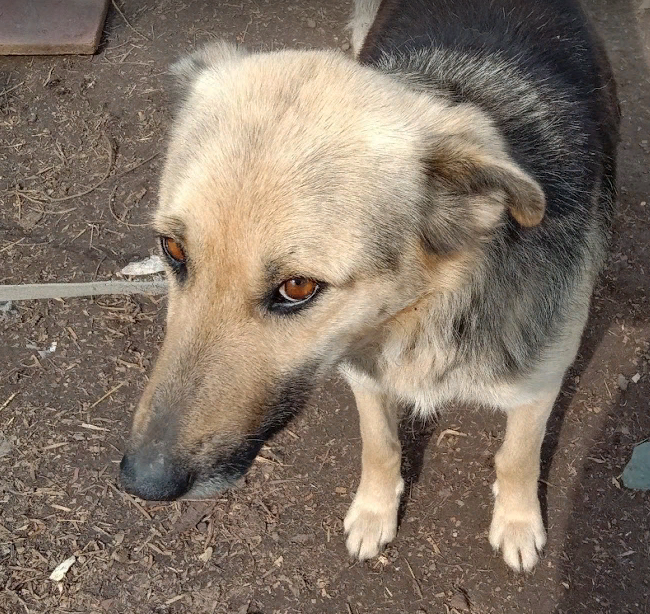 За этот год определяли в добрые руки её три раза. Приходила домой всегда. 