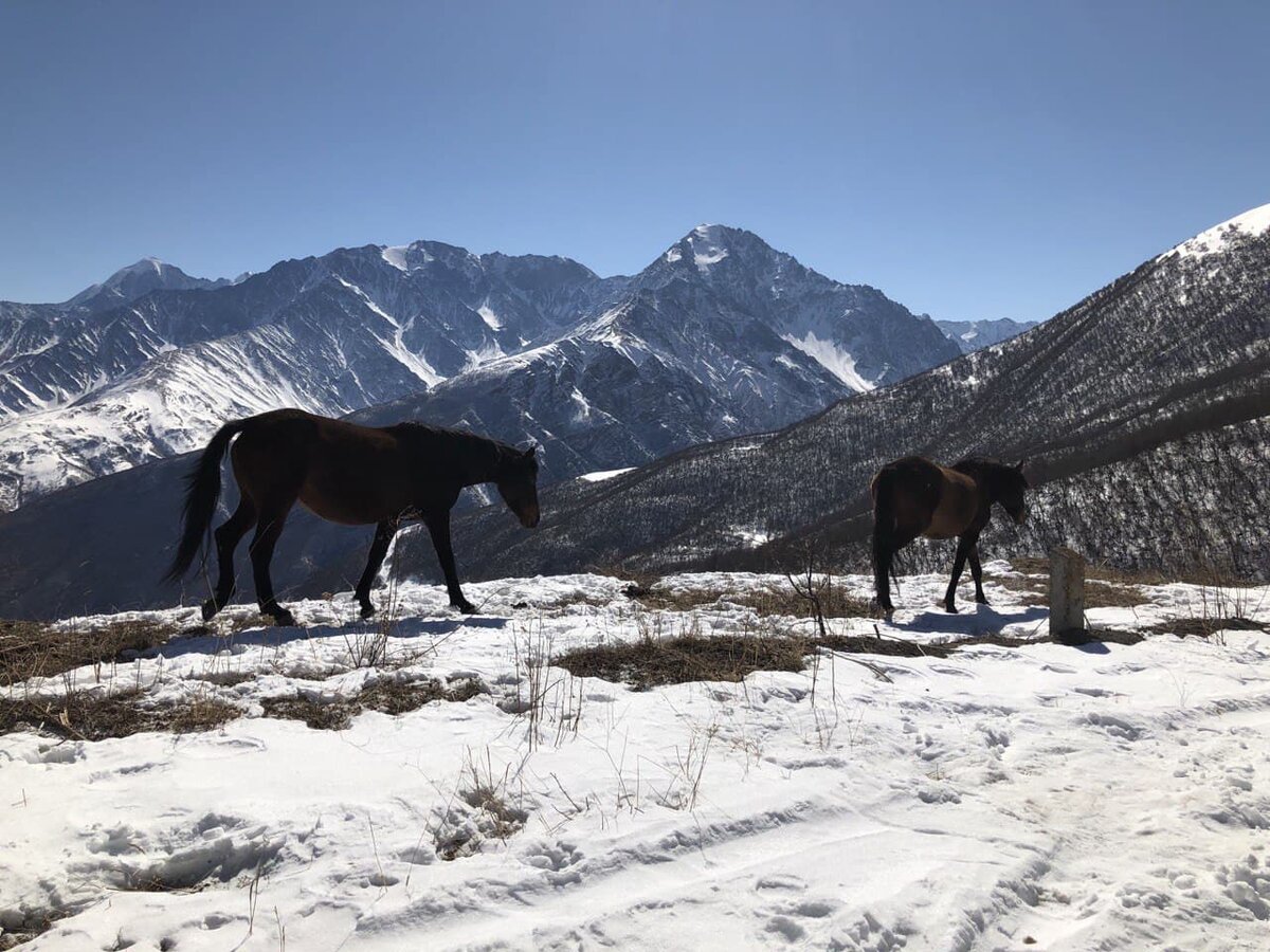 Лошади на высоте 2000 метров