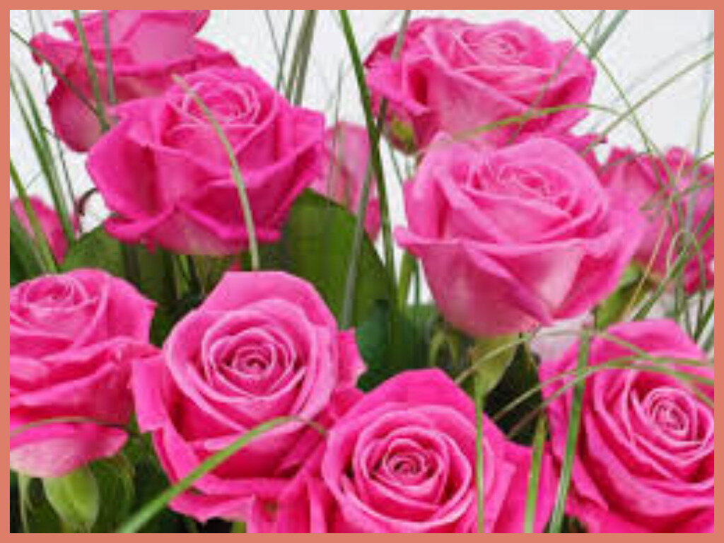 Роза - семейство розоцветные, кустарник.  Период цветения: июль - сентябрь.