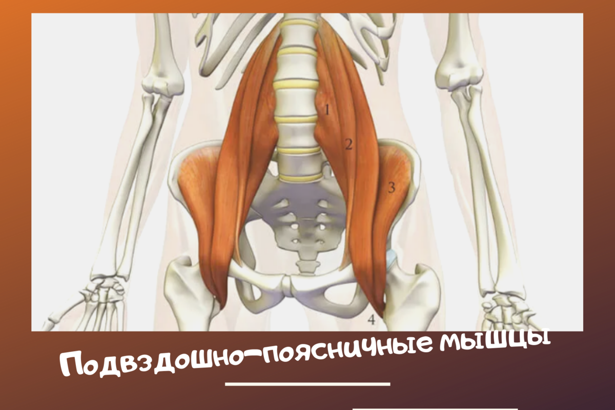 Поясница. Здоровье и гибкость (Psoas Strength and Flexibility)