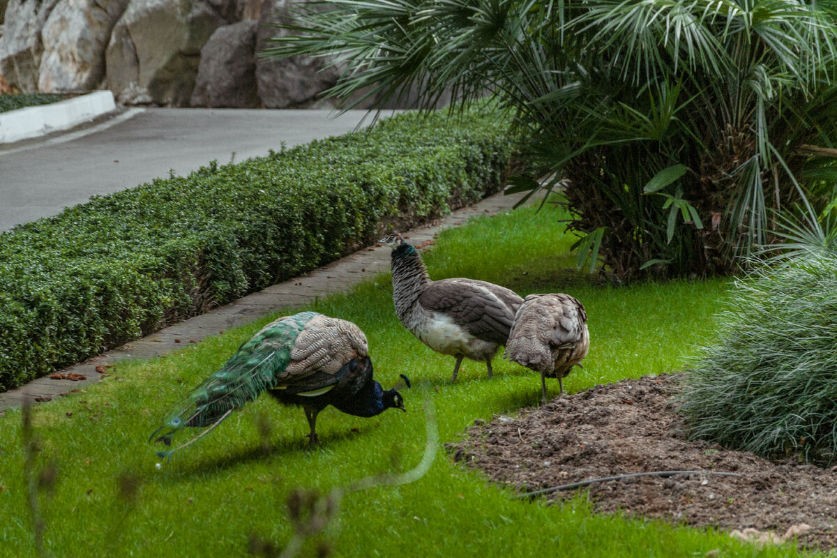 Павлины на газоне у входа в здание санатория