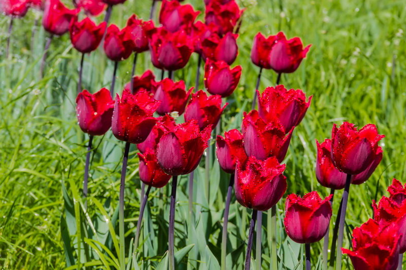 Тюльпаны. (Фото используется по стандартной лицензии ©ogorodnye-shpargalki.ru)