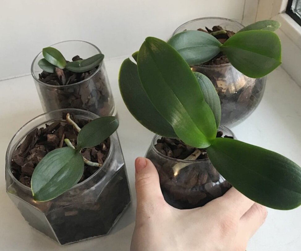Размножение орхидей черенками в домашних условиях: уход за растениями