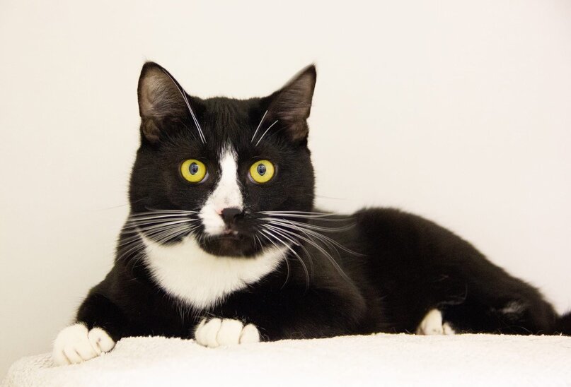 Это Кеша, он уже домашний (нос черно-белый, подушечки розовые)