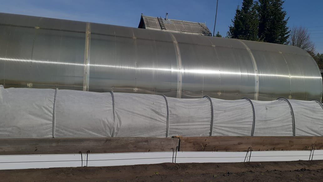 Тут живут помидоры