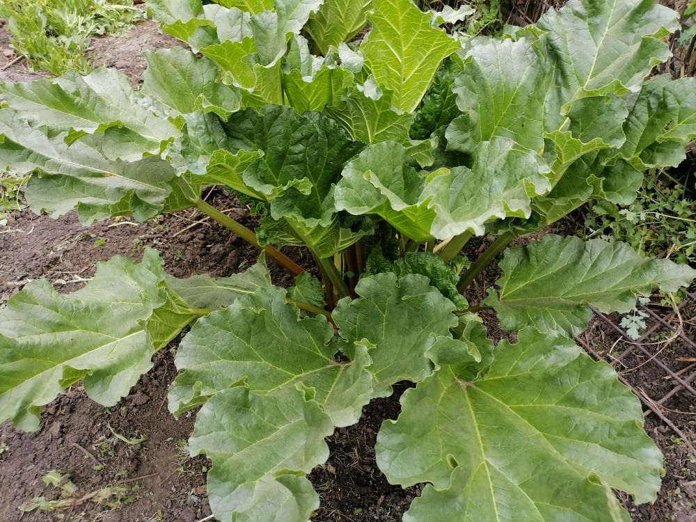 Ревень, фото автора