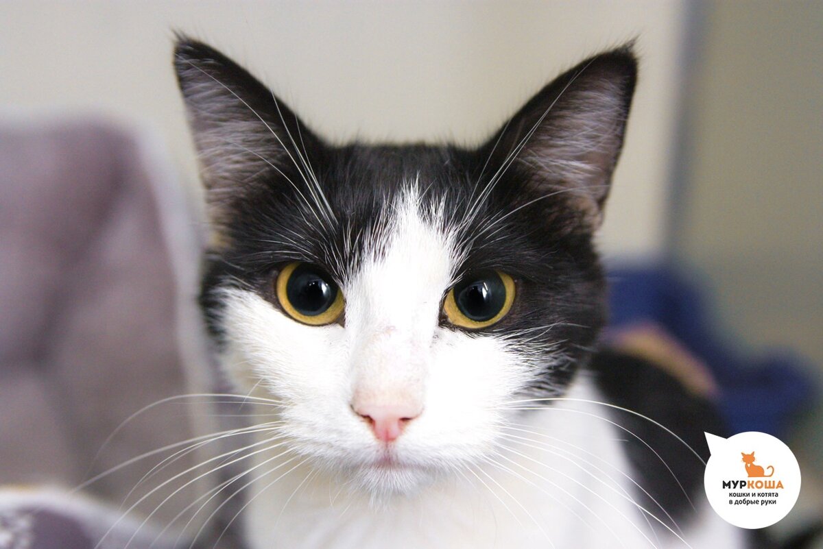 Рэмбо похожа на леди, просто красавица.