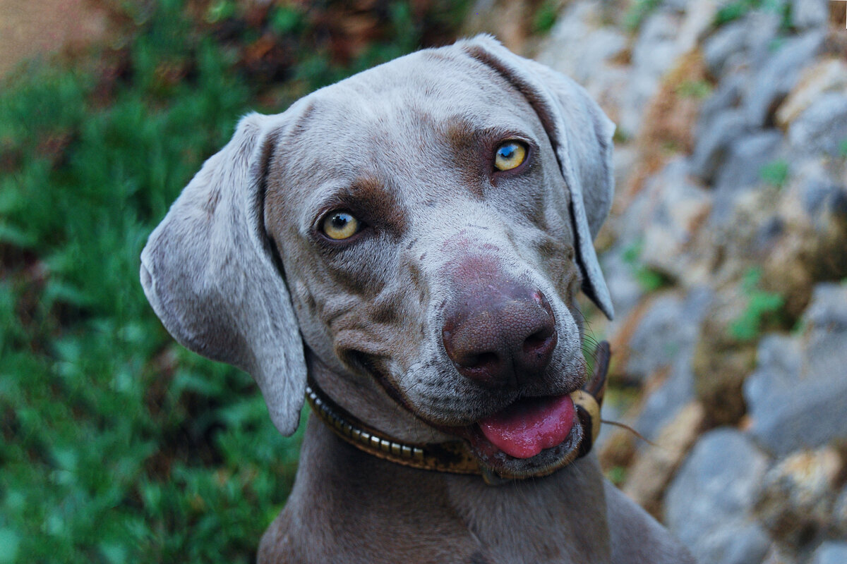 Веймаранер: 9 интересных фактов об охотничьей породе с аристократичной ...