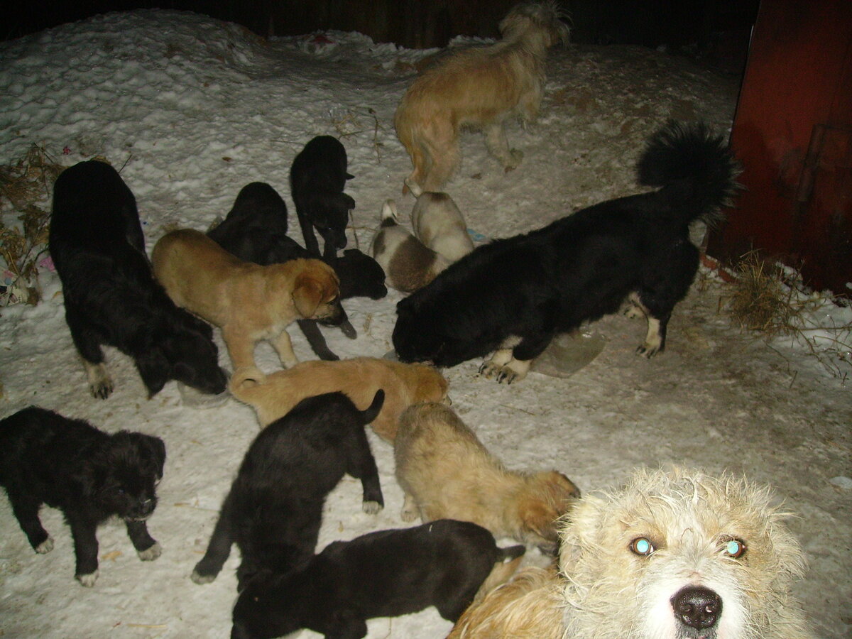 В Бурятии есть собаки, Они не разбегаются от людей, которые их кормят, потому что ценят заботу о себе