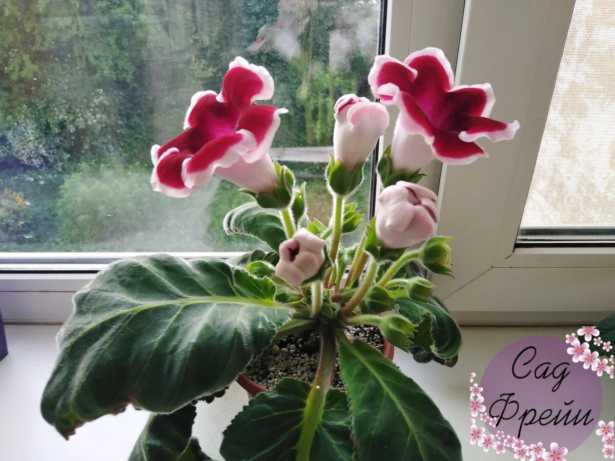 Совсем скоро наши любимцы и любимицы уснут. Но только для того, чтобы порадовать нас на следующий год. А наш долг - помочь им поспать прод