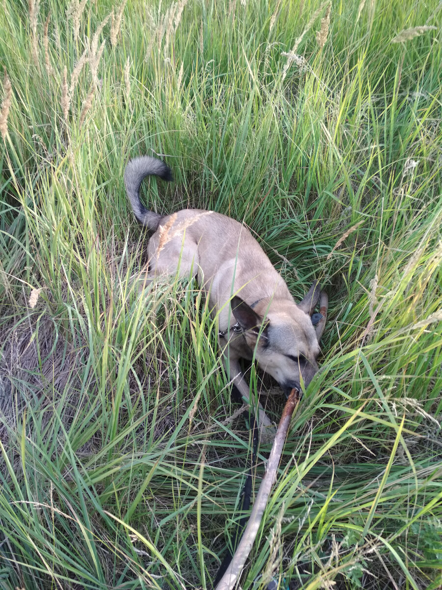 Лаки на прогулочке в поле