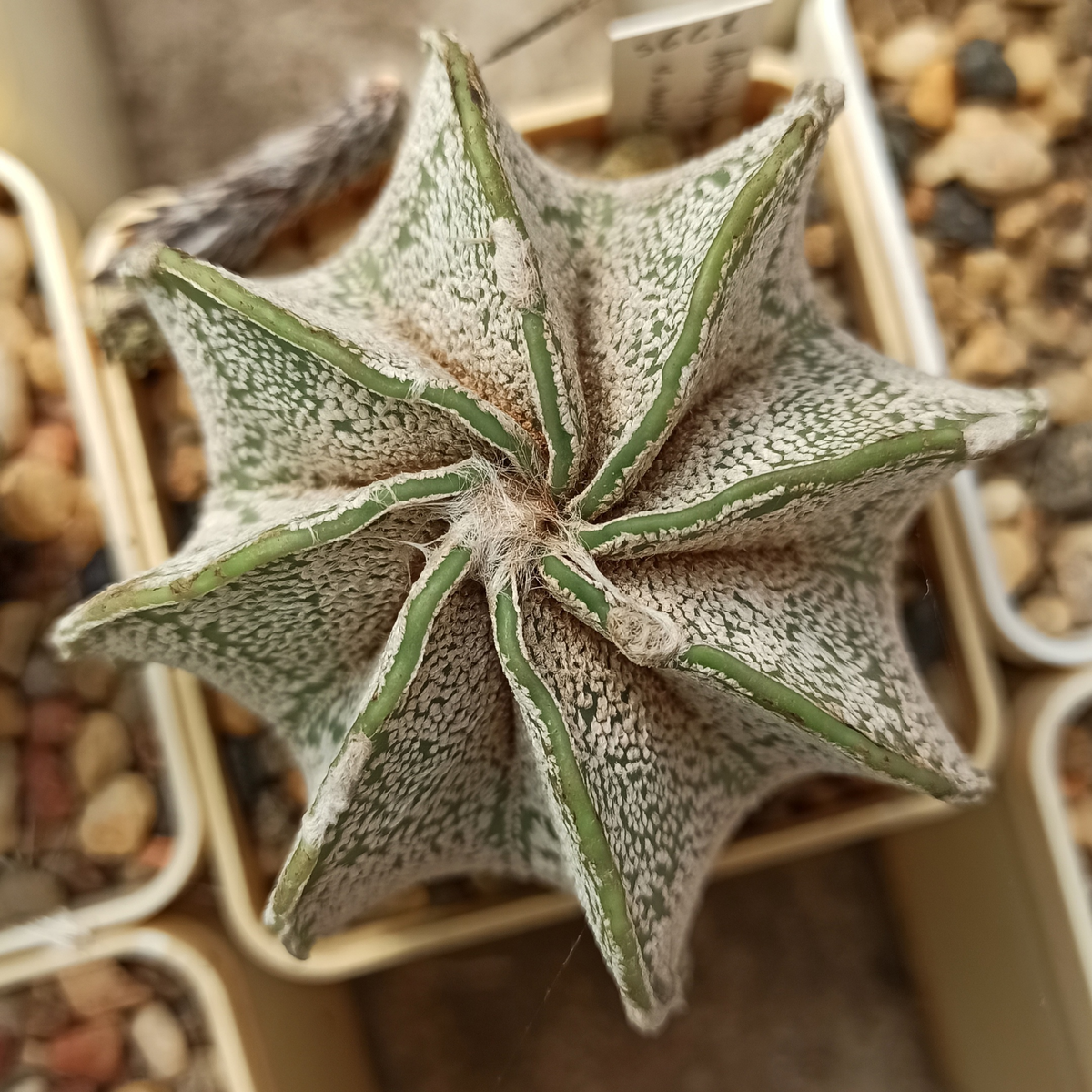 нет, это не снимок звёздного неба, а всего лишь кактус. 