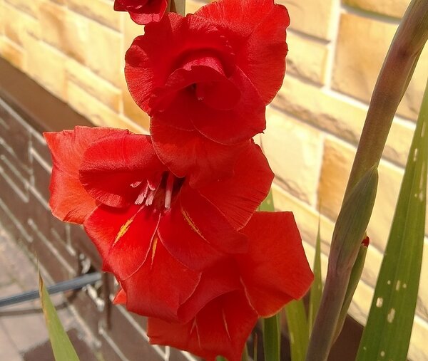 Его величество гладиолус. Сорт Black Sunrise