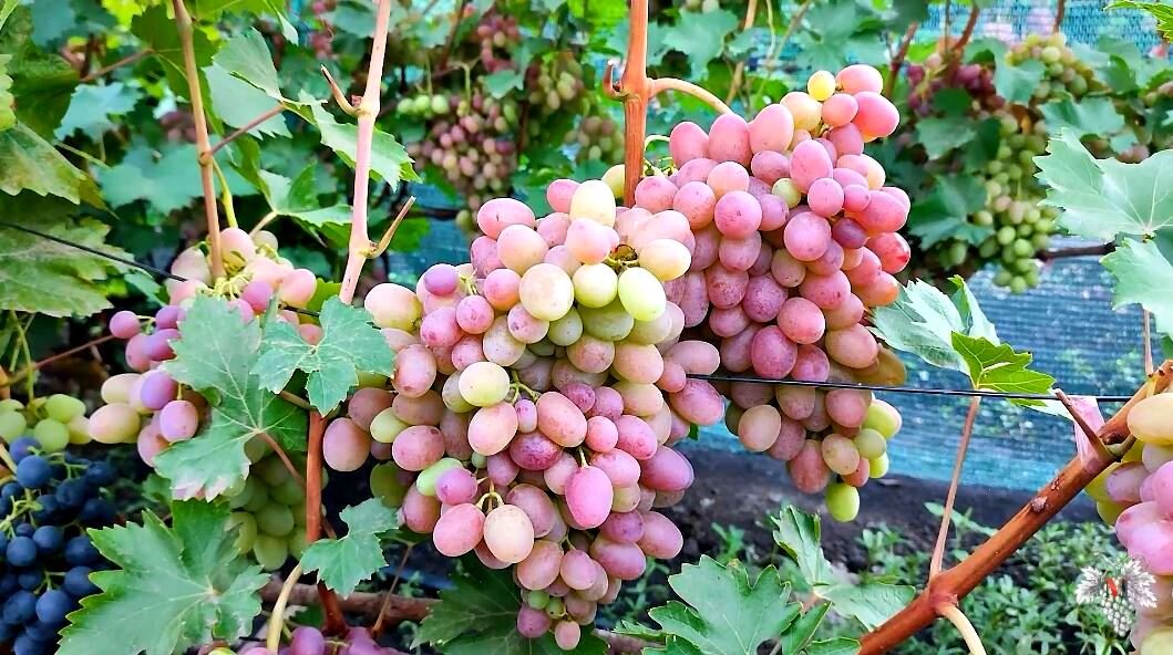 Сорт винограда мускат крымский. Виноград ливадийский черный. Виноградные плантации в абрау-дюрсо. Виноград сегодня. Санджовезе виноград.