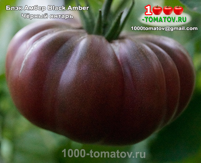Томат Блэк Амбер - Black Amber – Чёрный янтарь фото 1