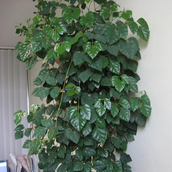 Циссус - вечнозеленая лиана