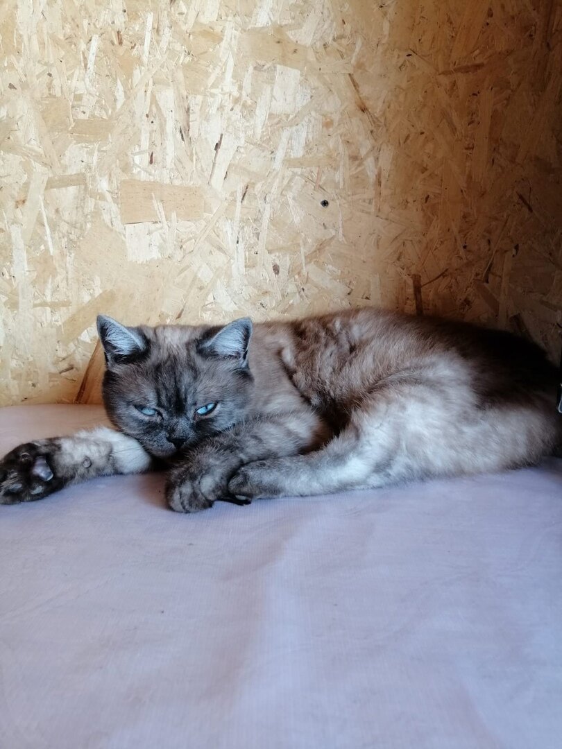 Кошечка прибилась к туристической базе, которая находилась недалеко от того места. 