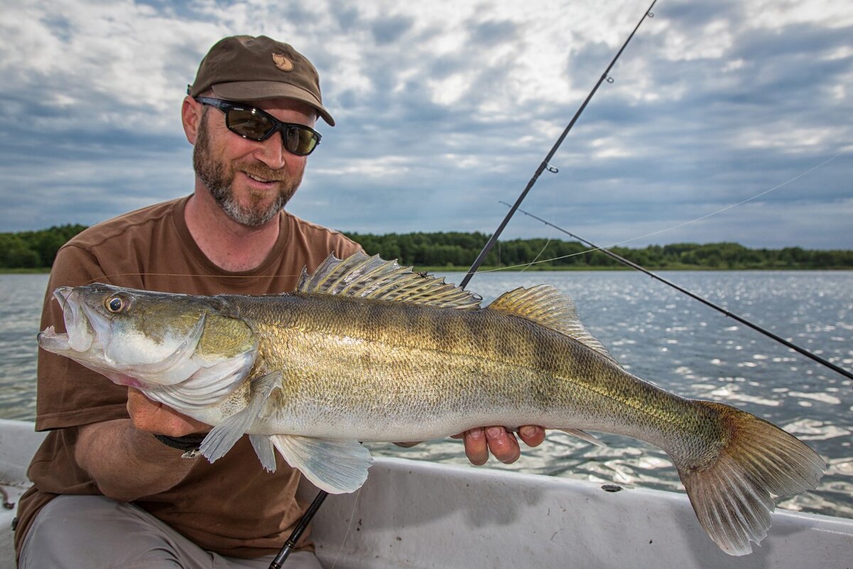 Ловля судака. Зандер Судак. Судак Zander Fish. Рыбалка на судака.