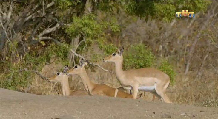 Кадры из саванны. Антилопы