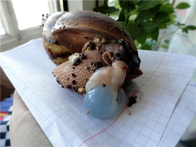 Способы предотвращения паразитических инфекций