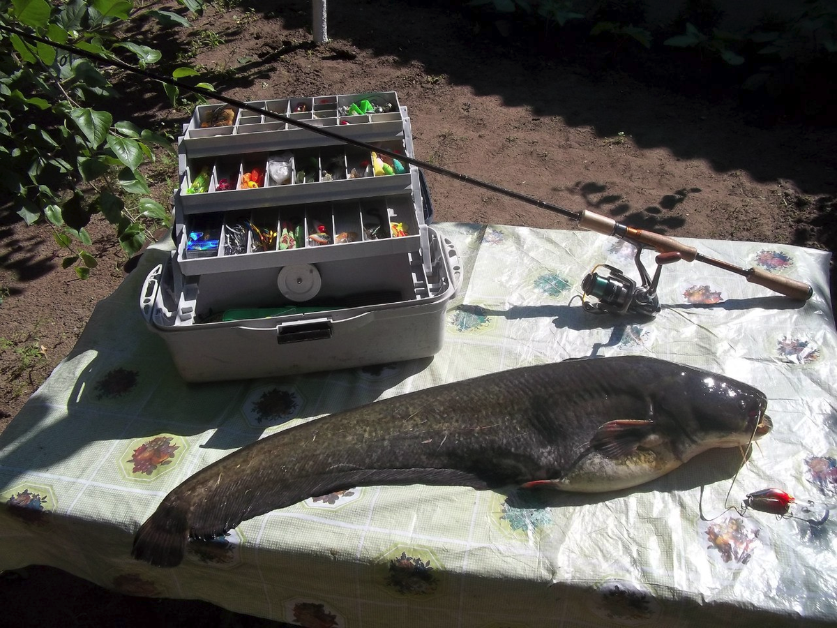 На что клюет сом в августе. Снасть на сома. Приманка на сома. Наживка на сома. Сом рыбалка.