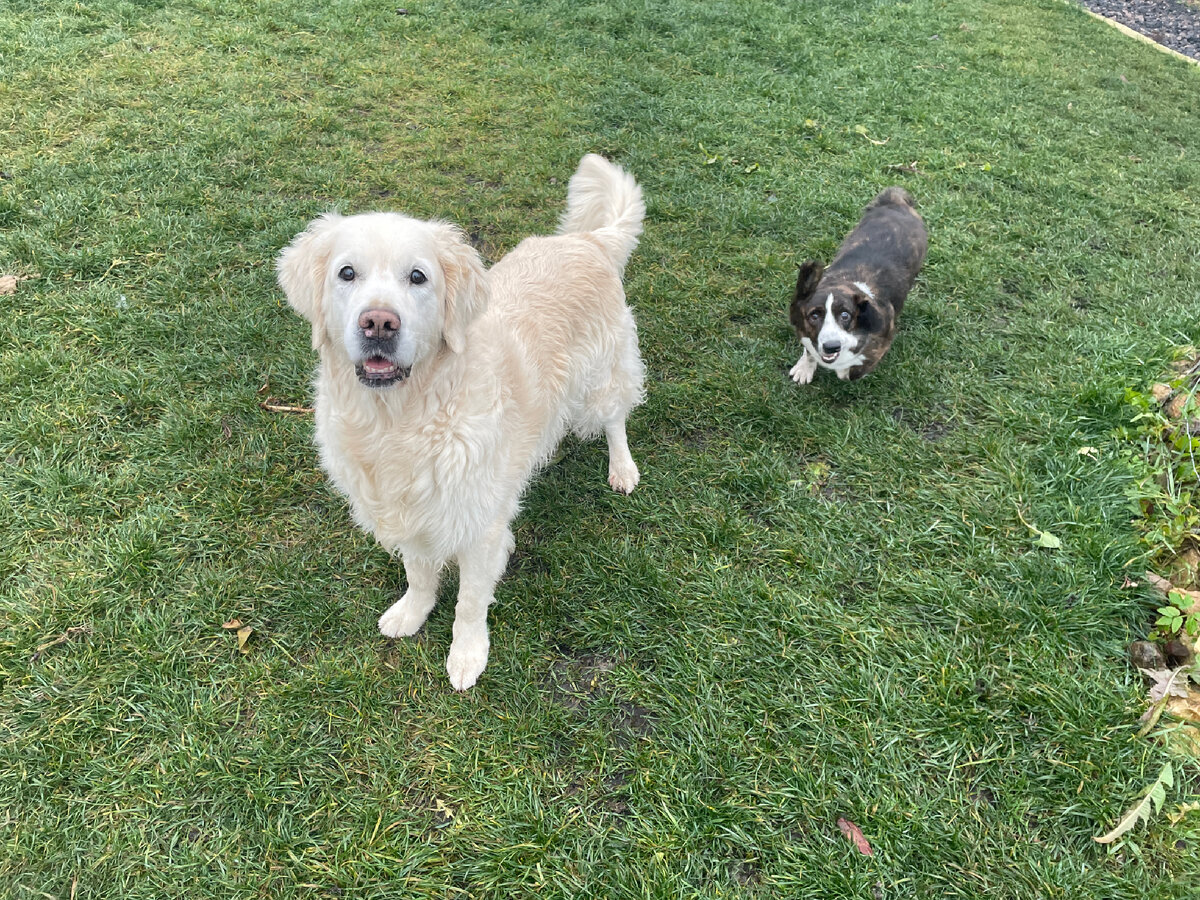 Наша Эмили и корги Багира. Эмили прошла курс дрессировки и имеет идеальное послушание.