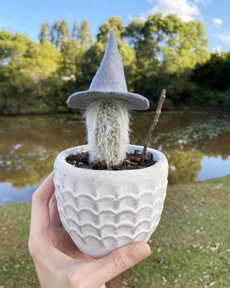 @myfrondsarecool