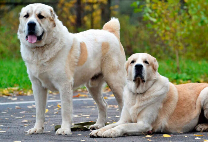 Мощный красавец алабай вызывает восхищение, умиление у хозяев и страх у посторонних. Остаться равнодушным к нему не сможет в любом случае никто. Он сама доброта для своих людей и гроза для чужаков. Он сильный не только физически, но и духом и очень сильно привязывается к человеку. Алабаи прекрасные охранники, защитники, сторожа и друзья, но есть и у них некоторые недостатки. Хотя, может не такие уж они и серьезные.