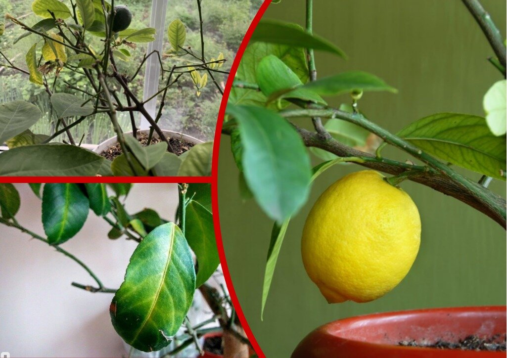 Лимон сбрасывает листья. 9 самых частых причин и как я реанимирую свои  деревца, когда они начинают «раздеваться» | Лайфхаки и полезные советы |  Дзен