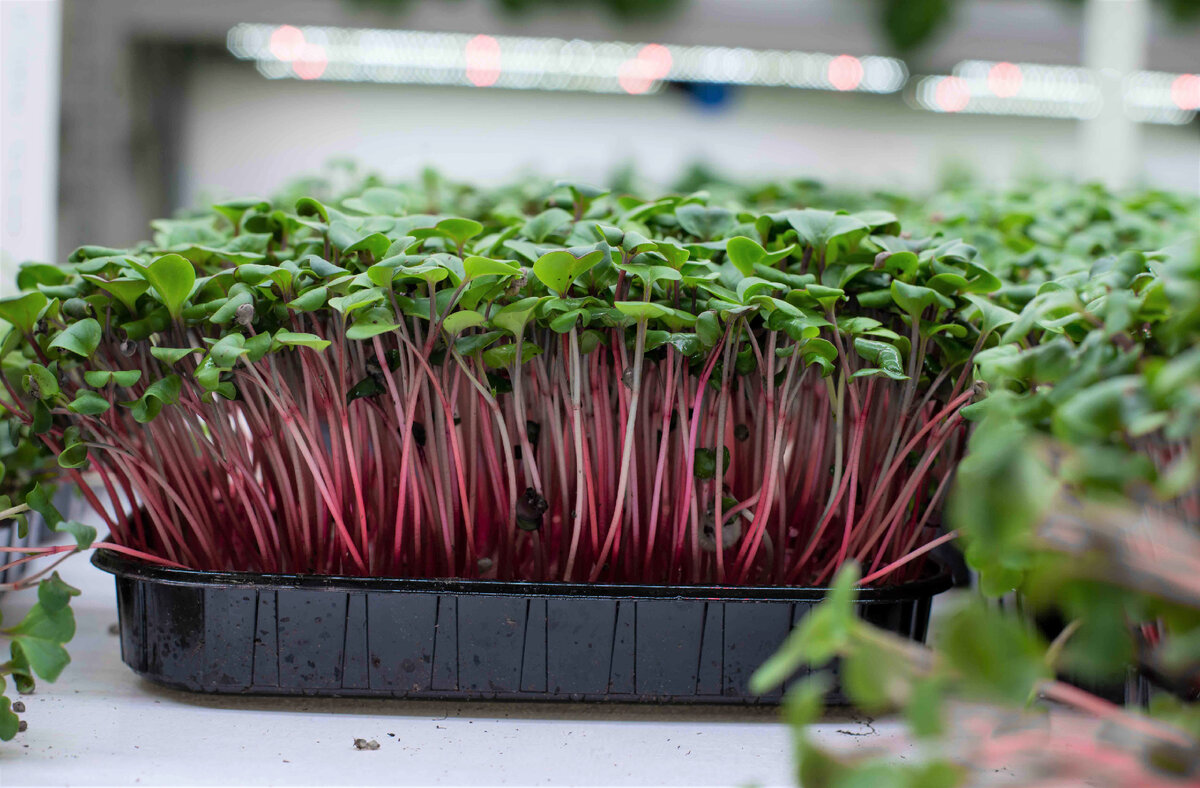 В домашних условиях можно вырастить любую микрозелень
