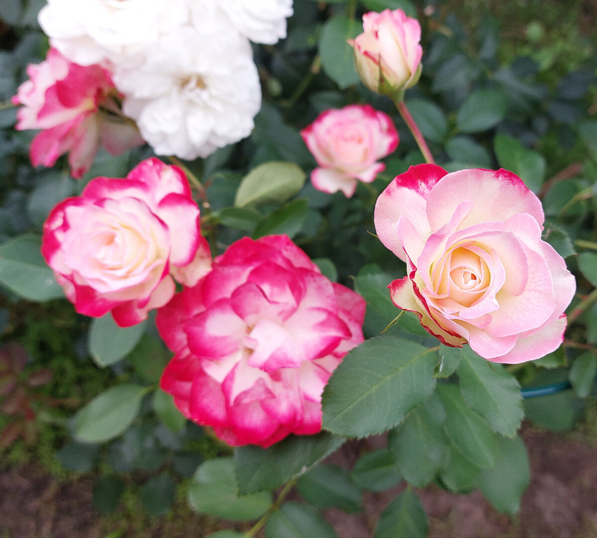 Юбилей принца Монако. Флорибунда. 