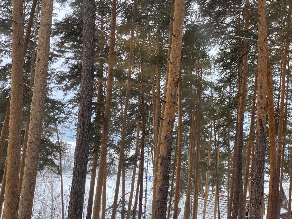 Это вид из окна дома, где проходила наша новогодняя поездка. Фото автора.