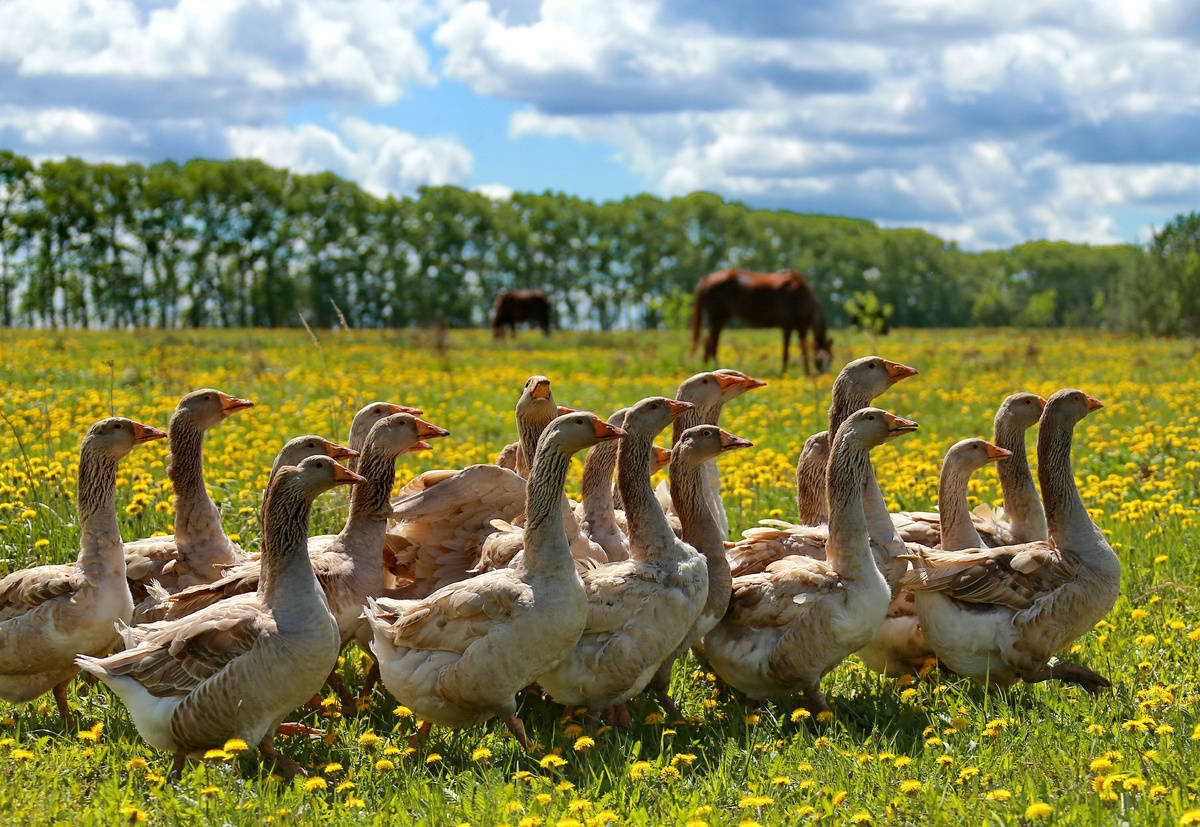 Гуси на пастбище. 